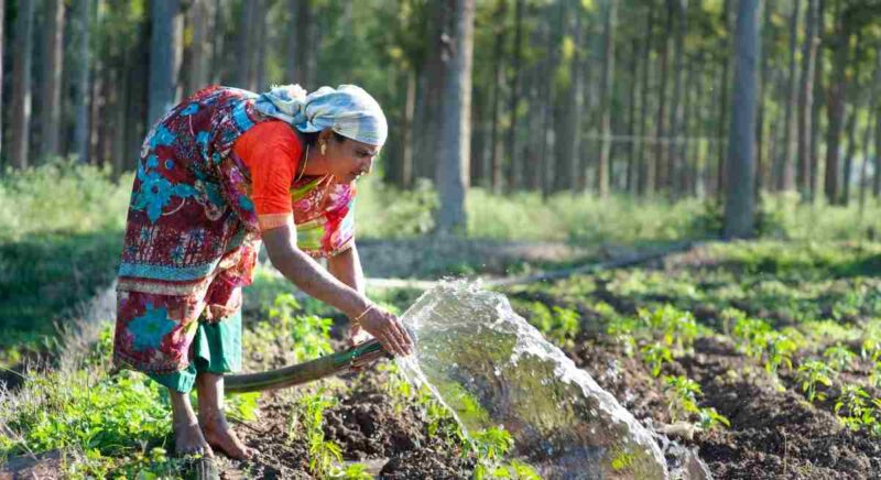 International Agri Scientists See Andhra Pradeshs Natural Farming Model