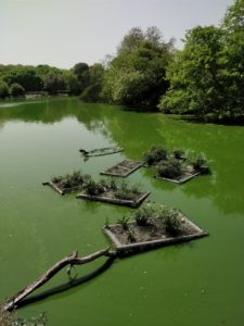 Haus Khas lake has floating wetlands