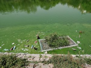 Hauz Khas Lake Plastic and Algae pollution