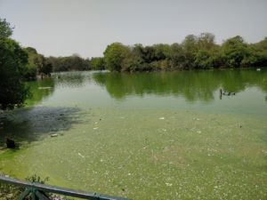 Hauz Khas Algae and pollutants cover lake