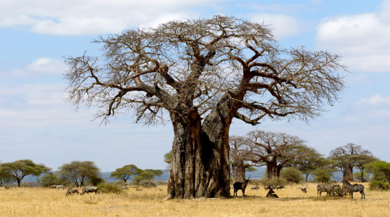 1200 Year Old Baobab Trees Struggle To Survive Climate Change   Baobab Tree 768x427 