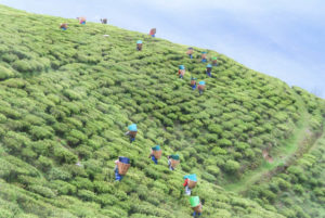 Sikkim Farming