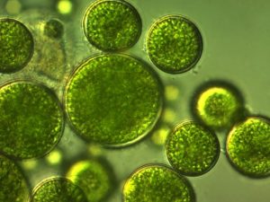 Algae under microscope