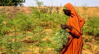 Ajooni Biotec, Avalon plunge together for Moringa processing in India