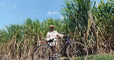 In India’s Ethanol Rush, Sugarcane Farmers Feel Neglected