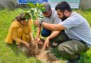 Trees for Shri Mata Vaishno Devi