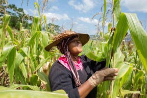 ARPA-E to give $38 million to develop technologies reducing ethanol related emissions corn grain sorghum agriculture biofuels biomass farming