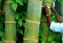 Bamboo to generate electricity at NTPC Solapur plant biomass biofuels bioenergy biogas co-generation