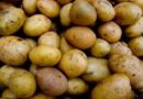 IIT-BHU finds new method to generate bioethanol from potato peel